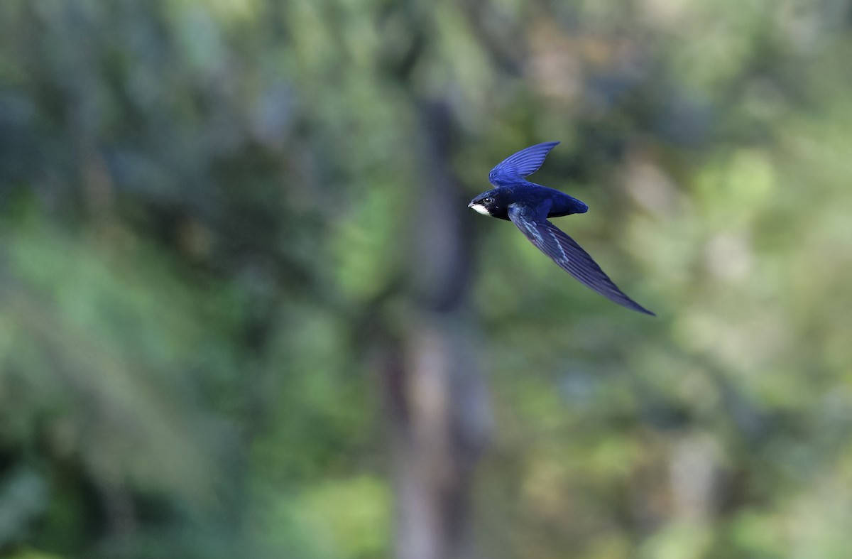 Philippine Spinetail - ML635406690