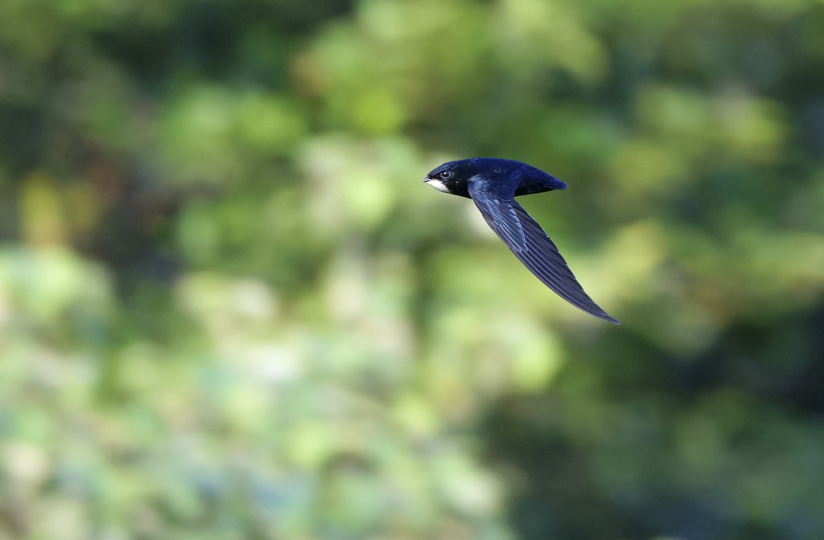 Philippine Spinetail - ML635406691