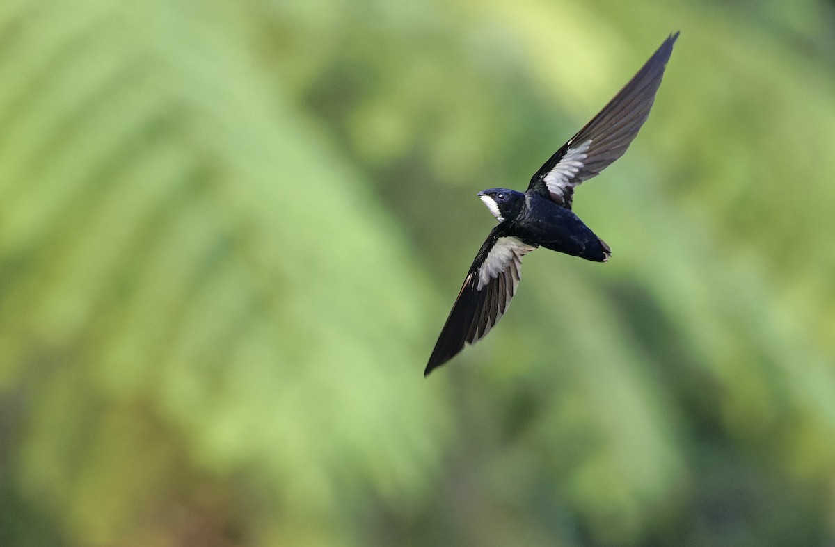 Philippine Spinetail - ML635406692