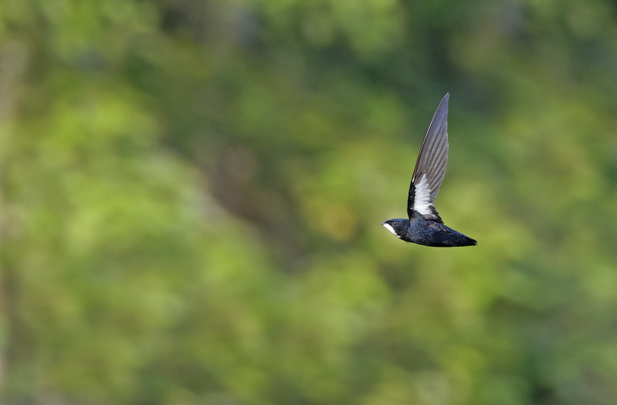 Philippine Spinetail - ML635406693