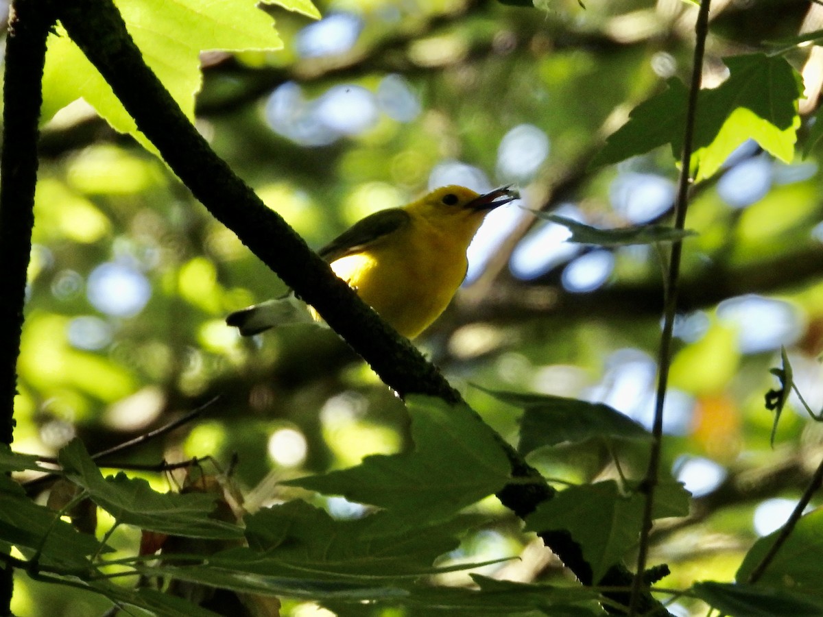 Prothonotary Warbler - ML635406703