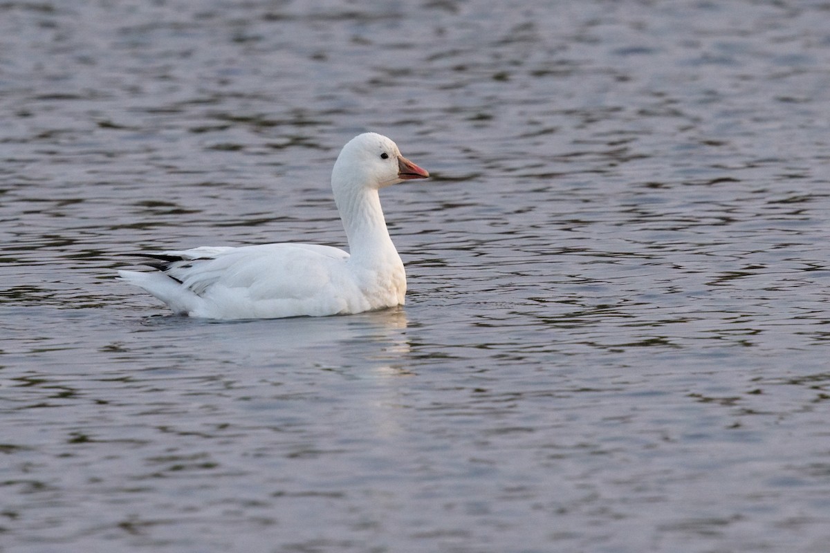 Ross's Goose - ML635406751