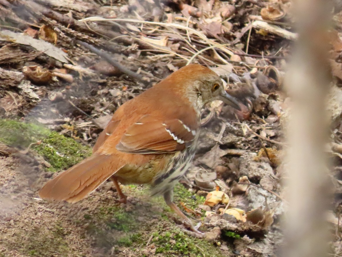 Brown Thrasher - ML635406783