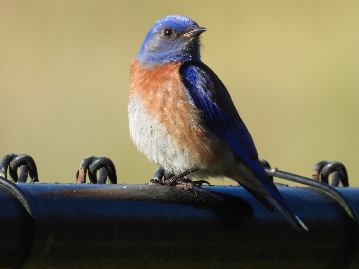 Western Bluebird - ML635406805
