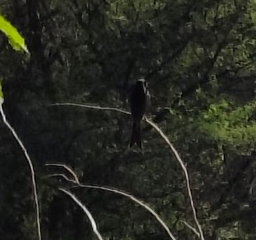 Black Drongo - ML635406828