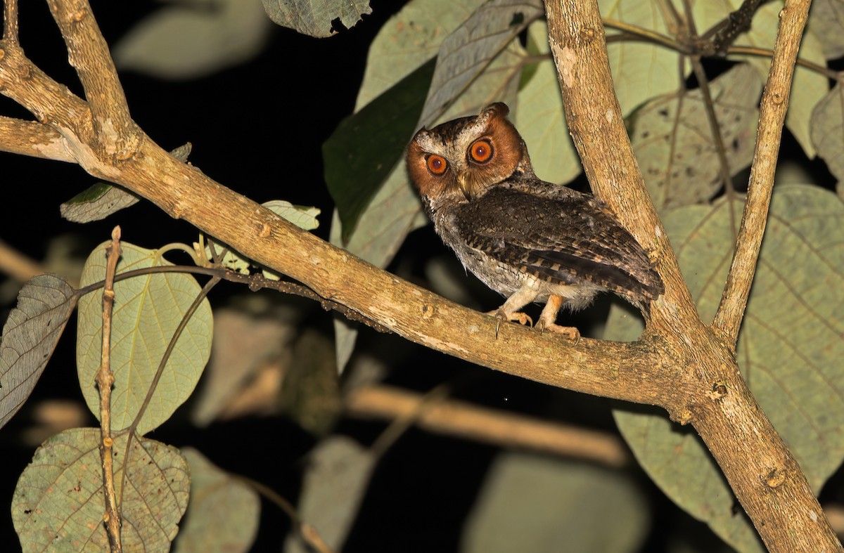 Negros Scops-Owl - ML635406839