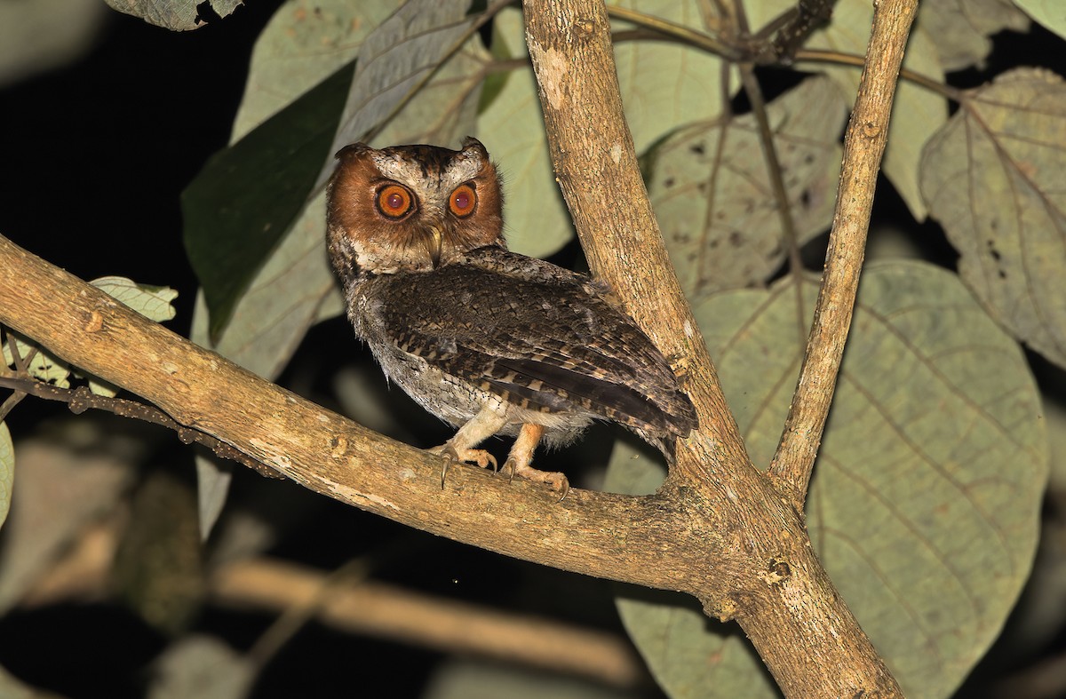 Negros Scops-Owl - ML635406840