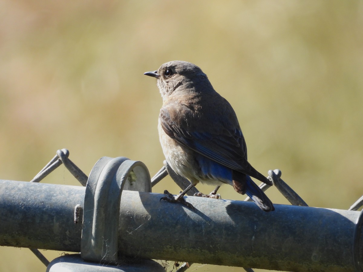 Western Bluebird - ML635406857