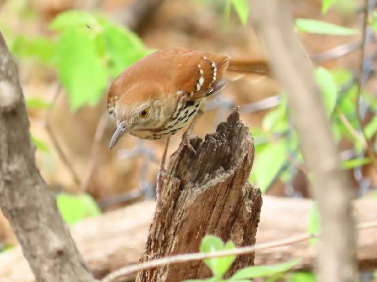 Brown Thrasher - ML635407010