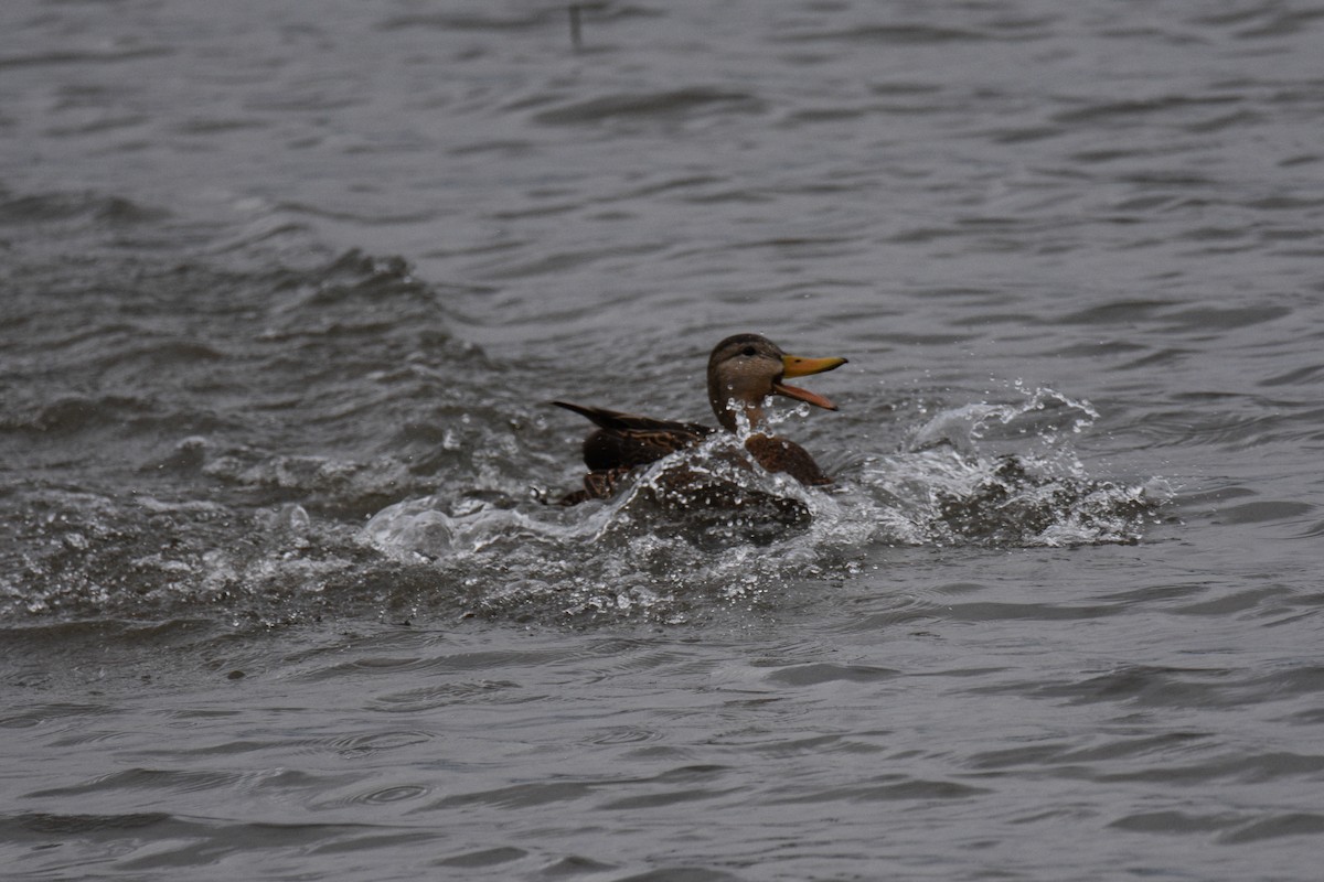 Mexican Duck - ML635407016