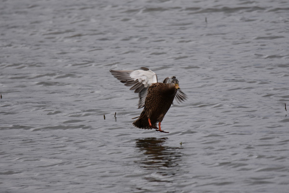 Mexican Duck - ML635407018