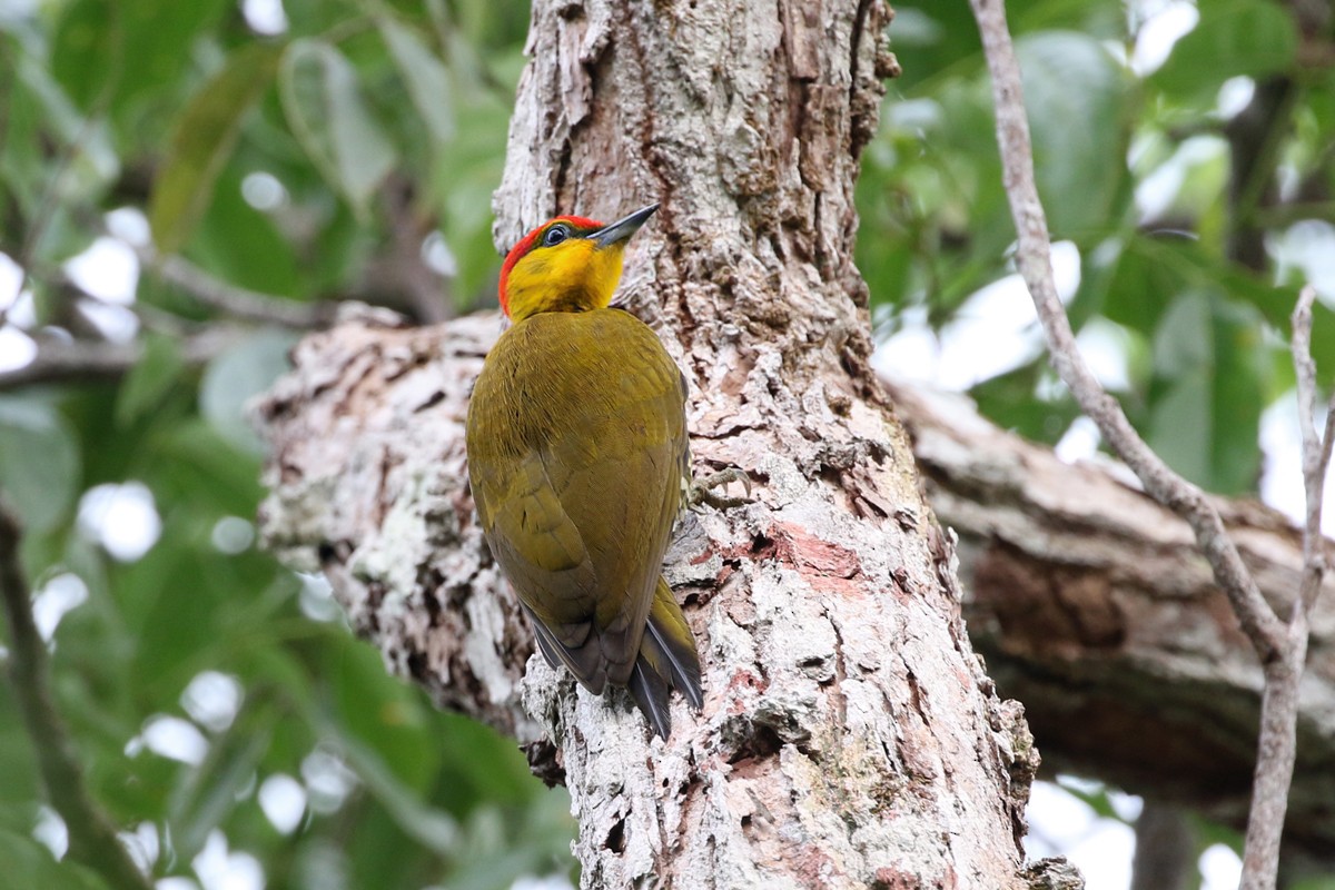 Yellow-throated Woodpecker - ML63540711