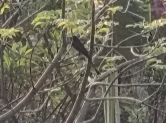 Black Drongo - ML635407123