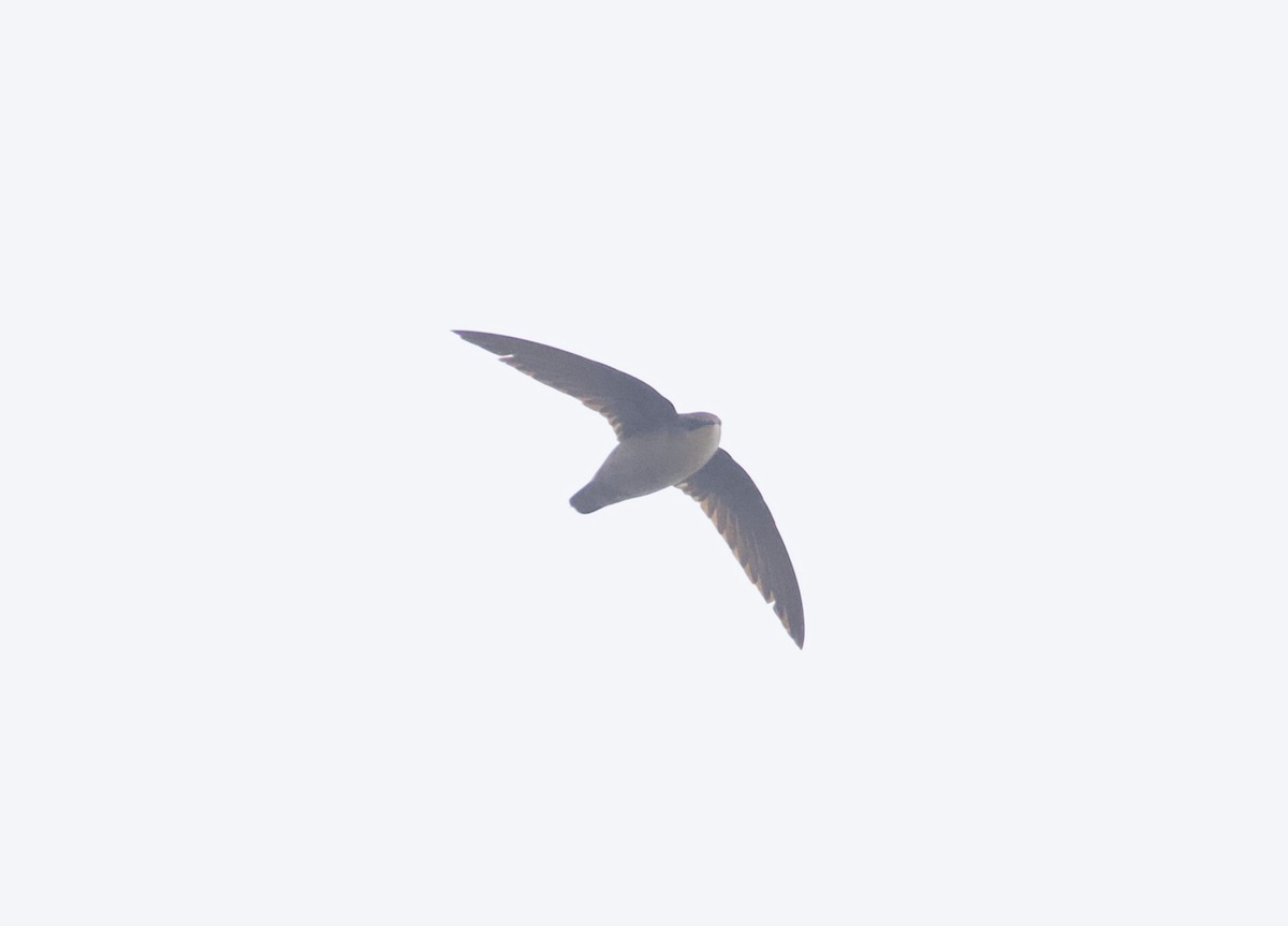 Vaux's Swift - ML635407149