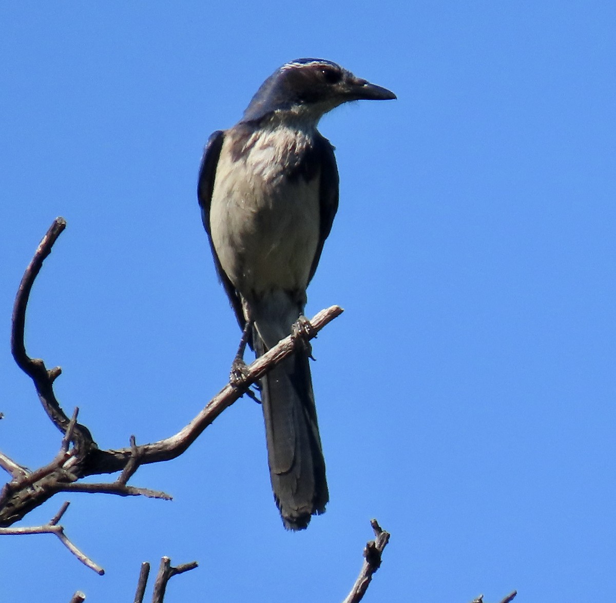 California Scrub-Jay - ML635407347