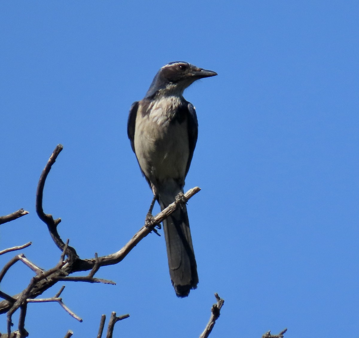 California Scrub-Jay - ML635407348