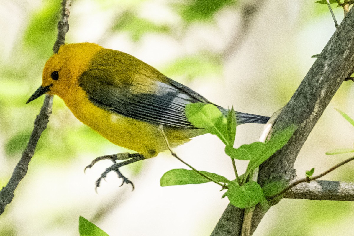 Prothonotary Warbler - ML635407393