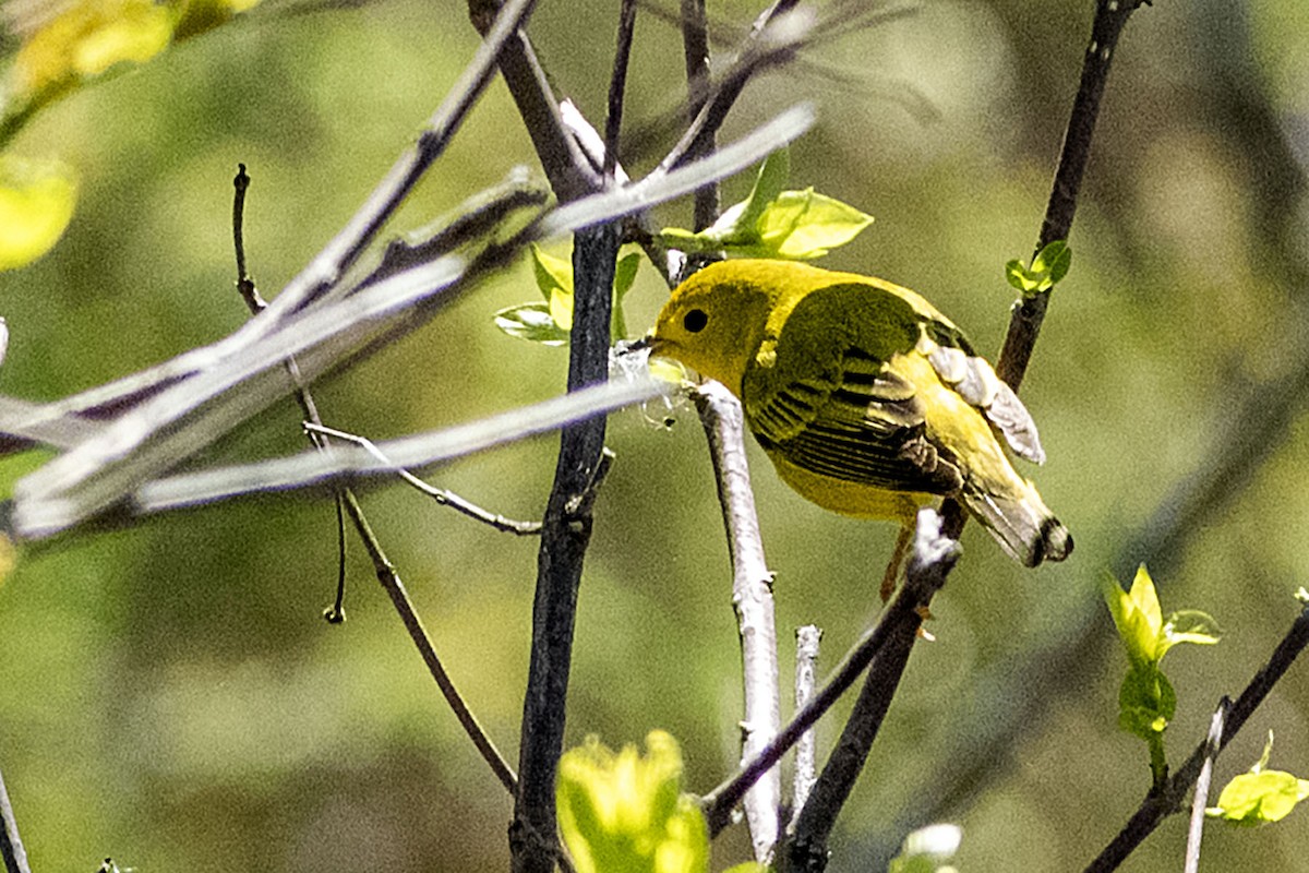 Prothonotary Warbler - ML635407394