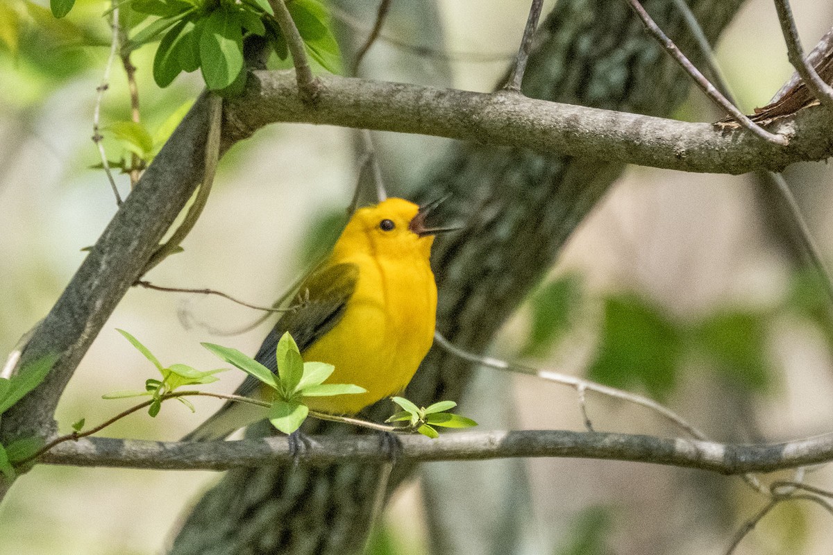 Prothonotary Warbler - ML635407406