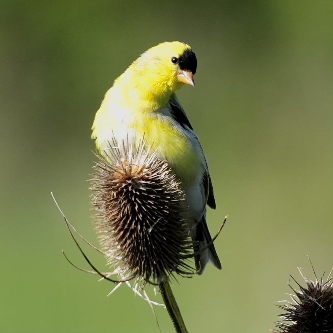 American Goldfinch - ML635407434