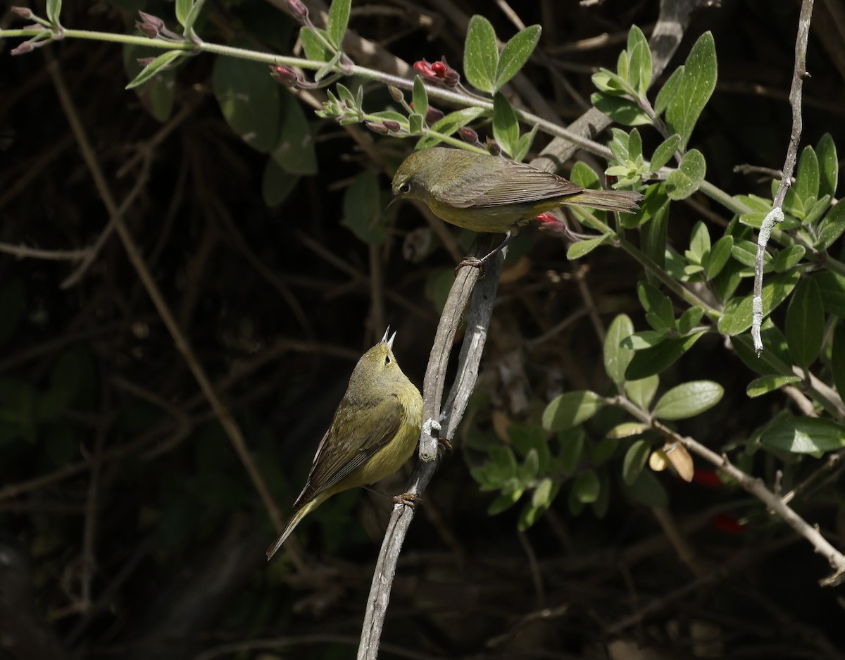 Orange-crowned Warbler - ML635407458