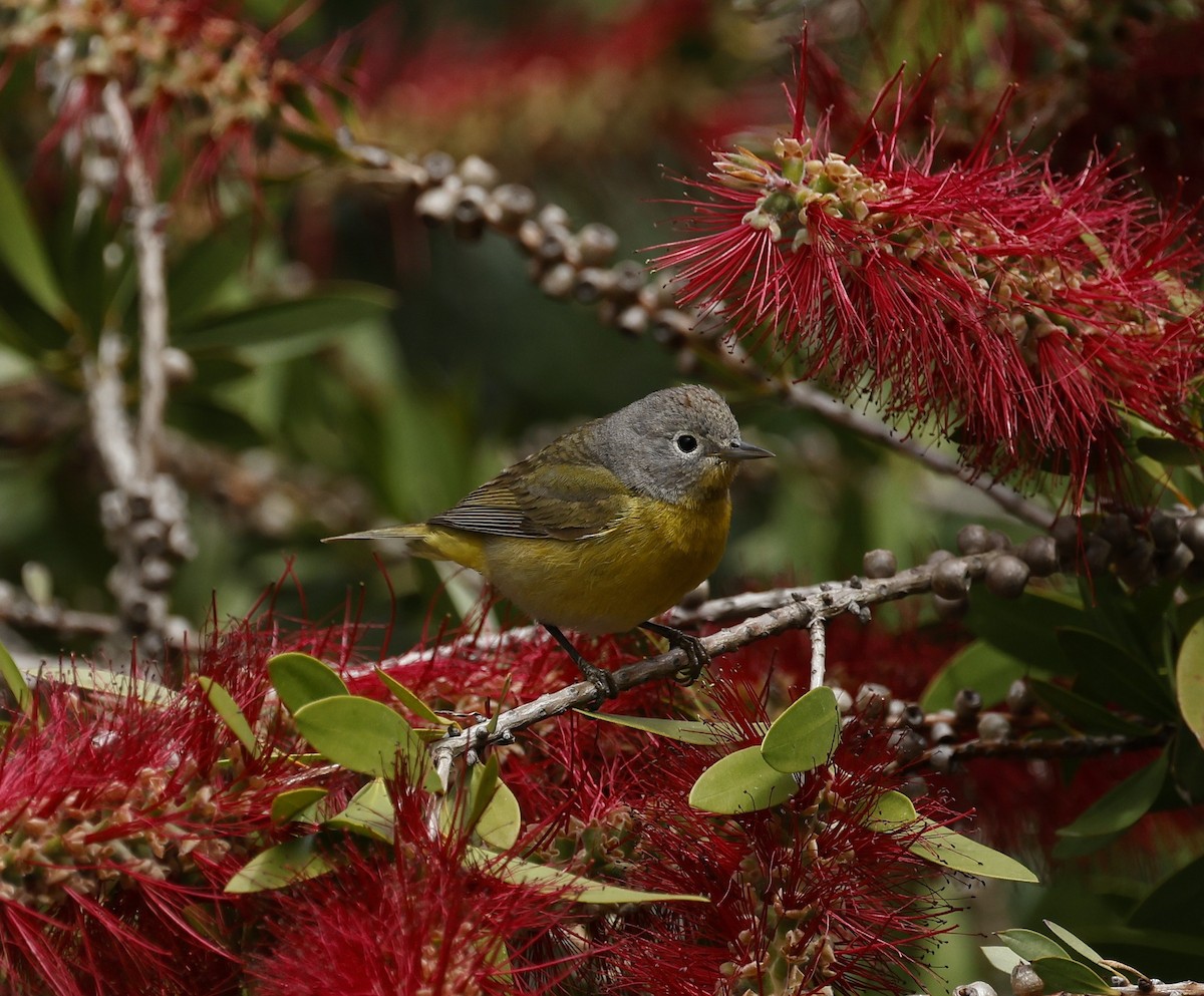Nashville Warbler - ML635407476