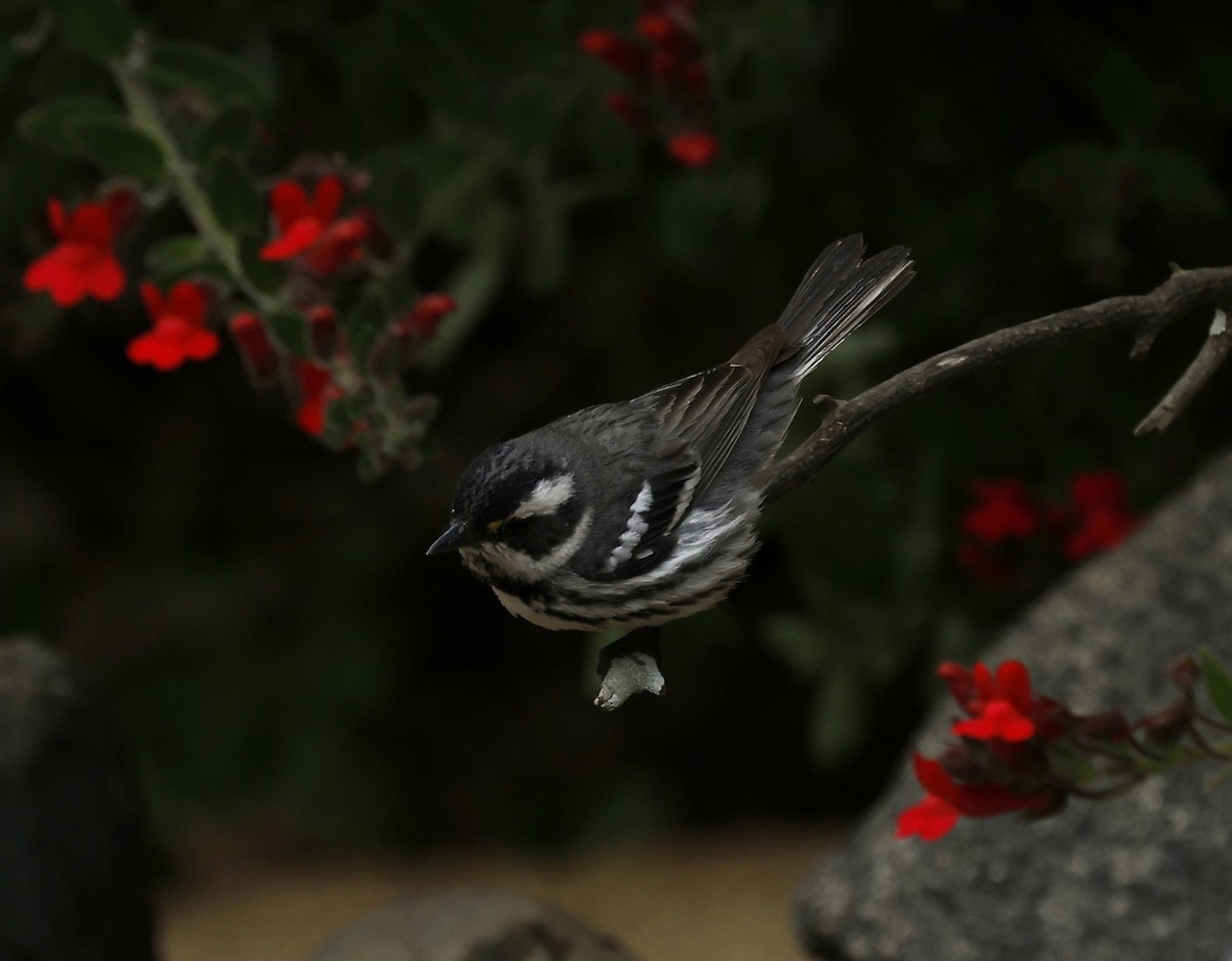 Black-throated Gray Warbler - ML635407494