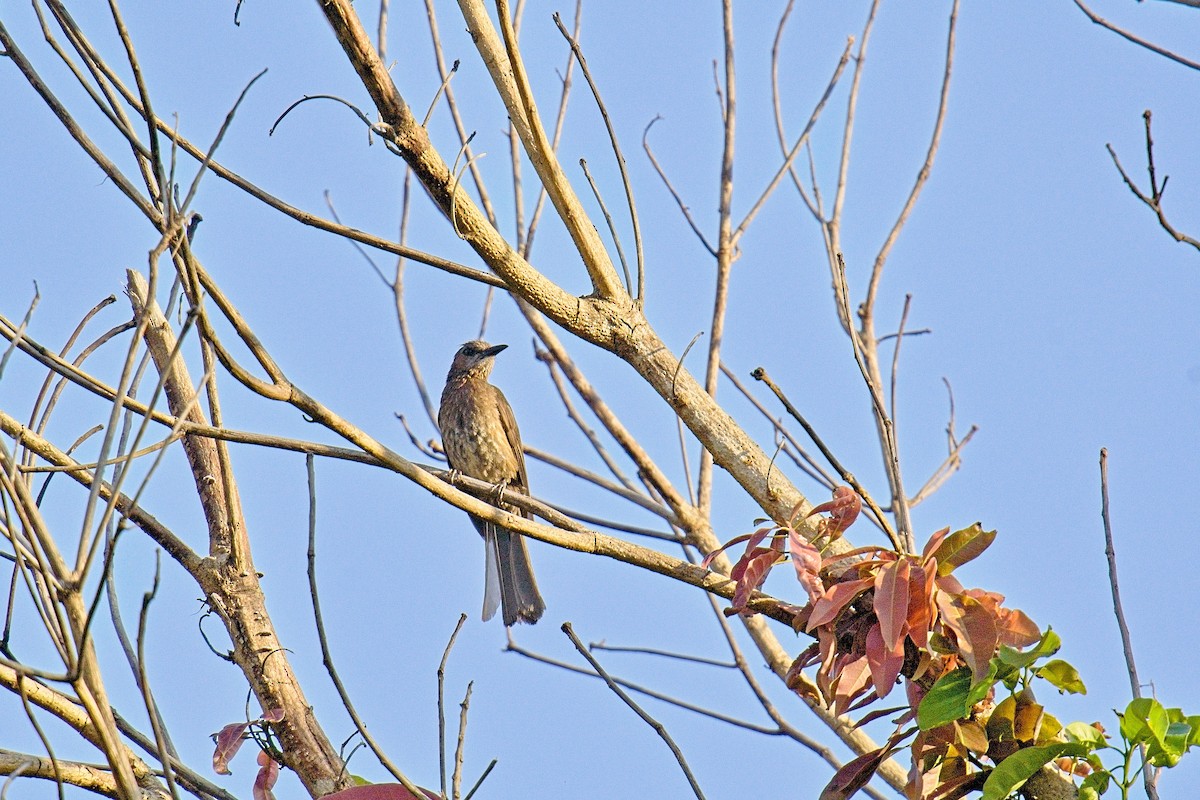 Bulbul à oreillons bruns - ML635407585