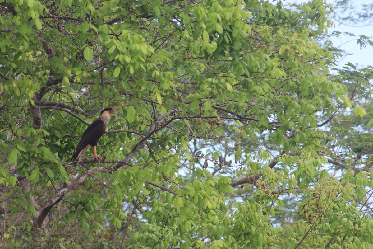 Crested Caracara (Northern) - ML635407589