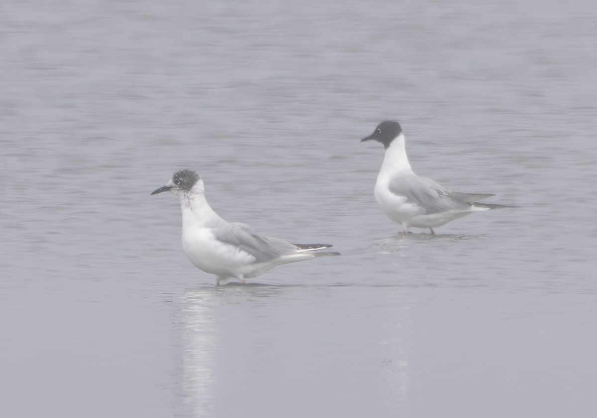 Mouette de Bonaparte - ML635407601