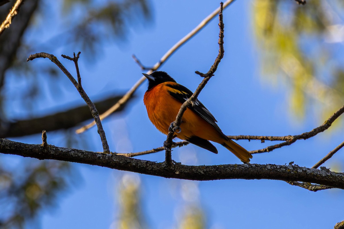 Oriole de Baltimore - ML635407616