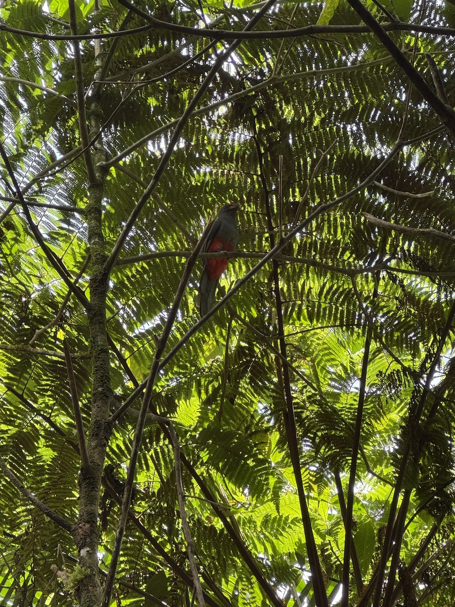 oransjenebbtrogon - ML635407672