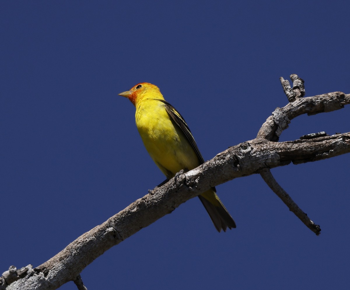 Western Tanager - ML635407684