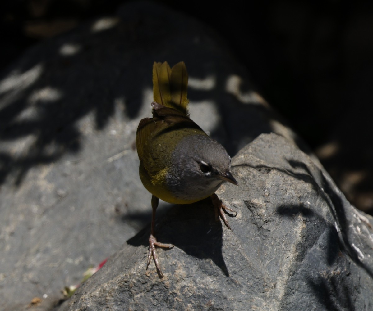 MacGillivray's Warbler - ML635407710