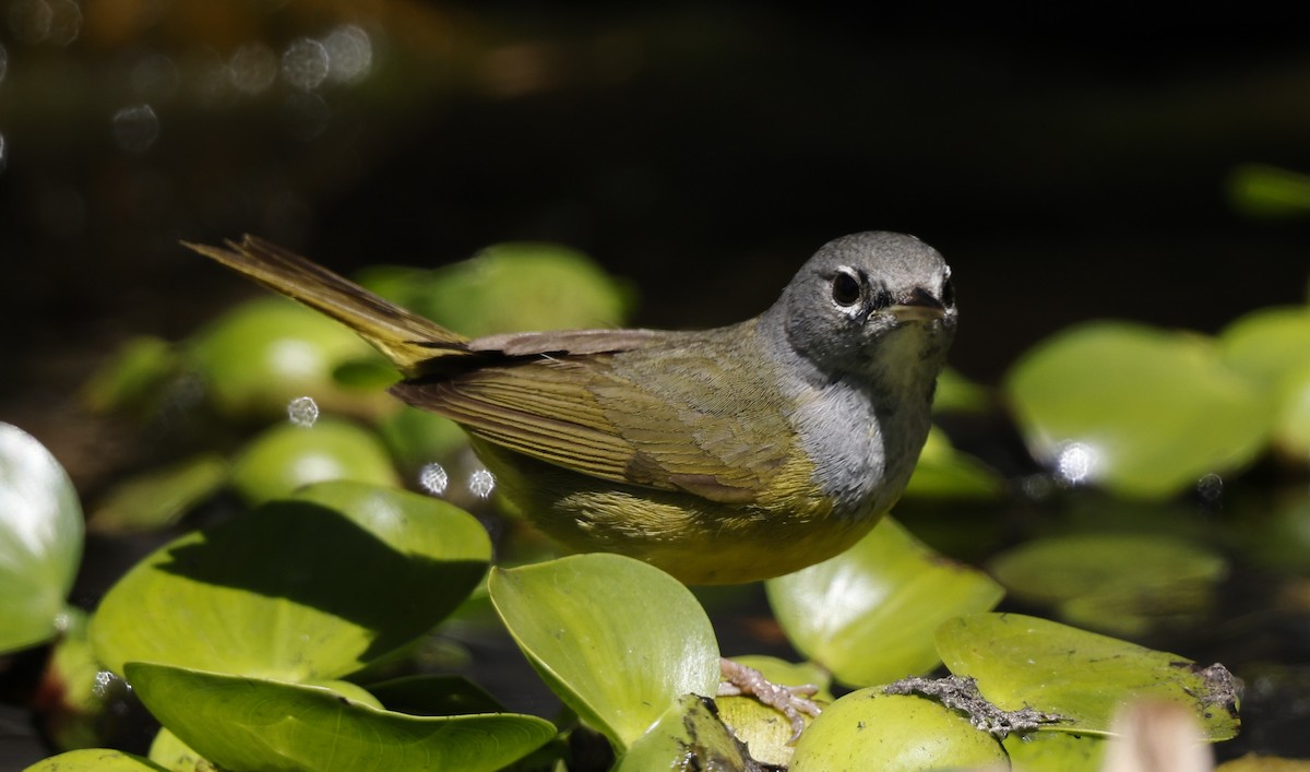 MacGillivray's Warbler - ML635407719