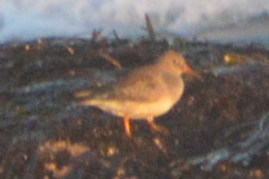 Purple Sandpiper - ML635407722