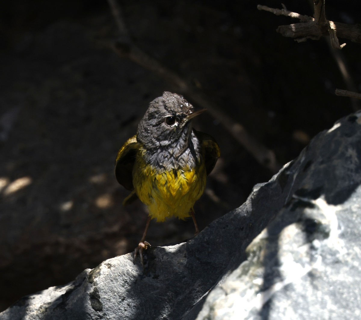 MacGillivray's Warbler - ML635407731