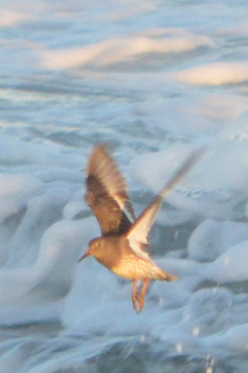 Purple Sandpiper - ML635407738