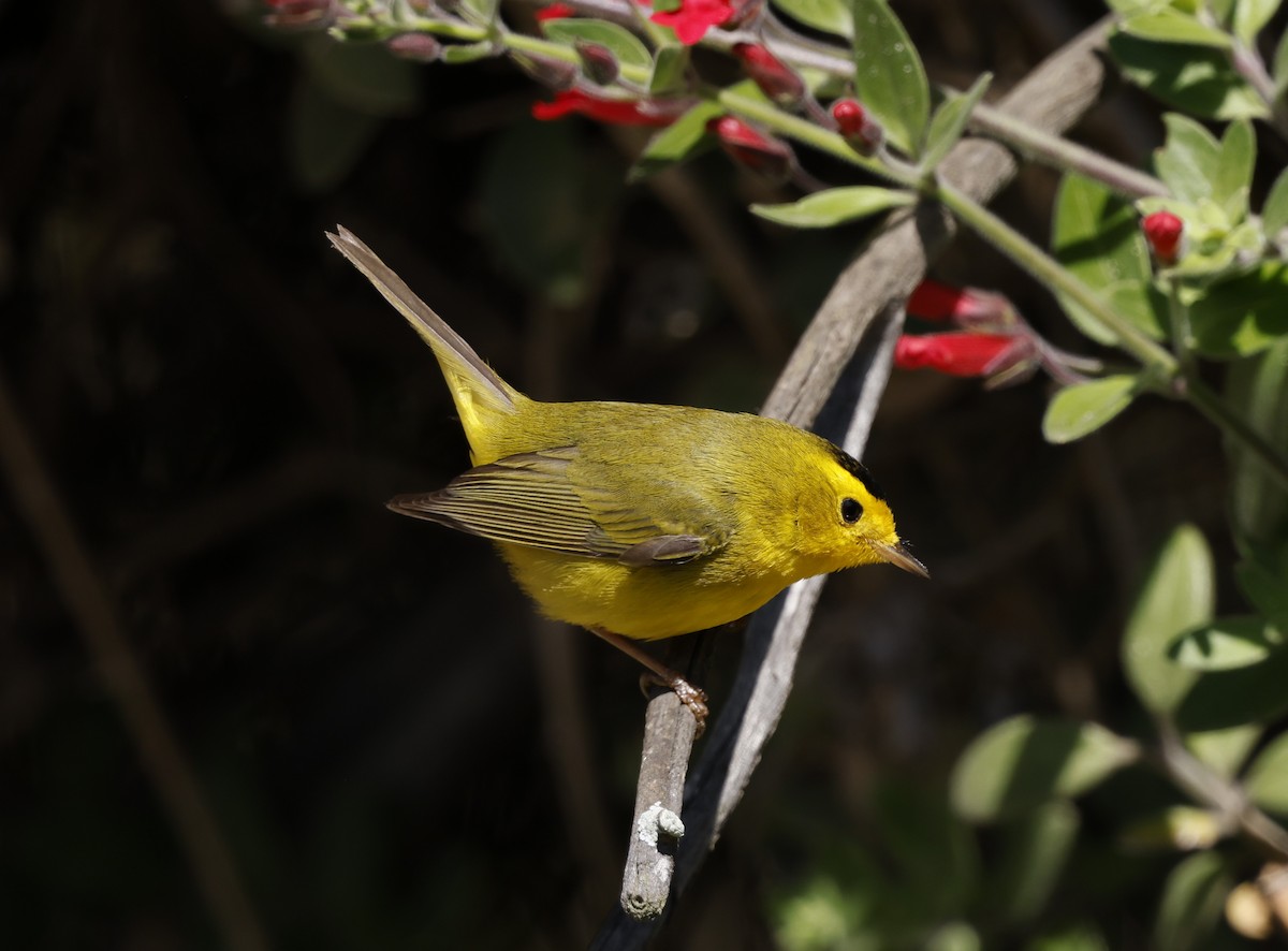 Wilson's Warbler - ML635407749