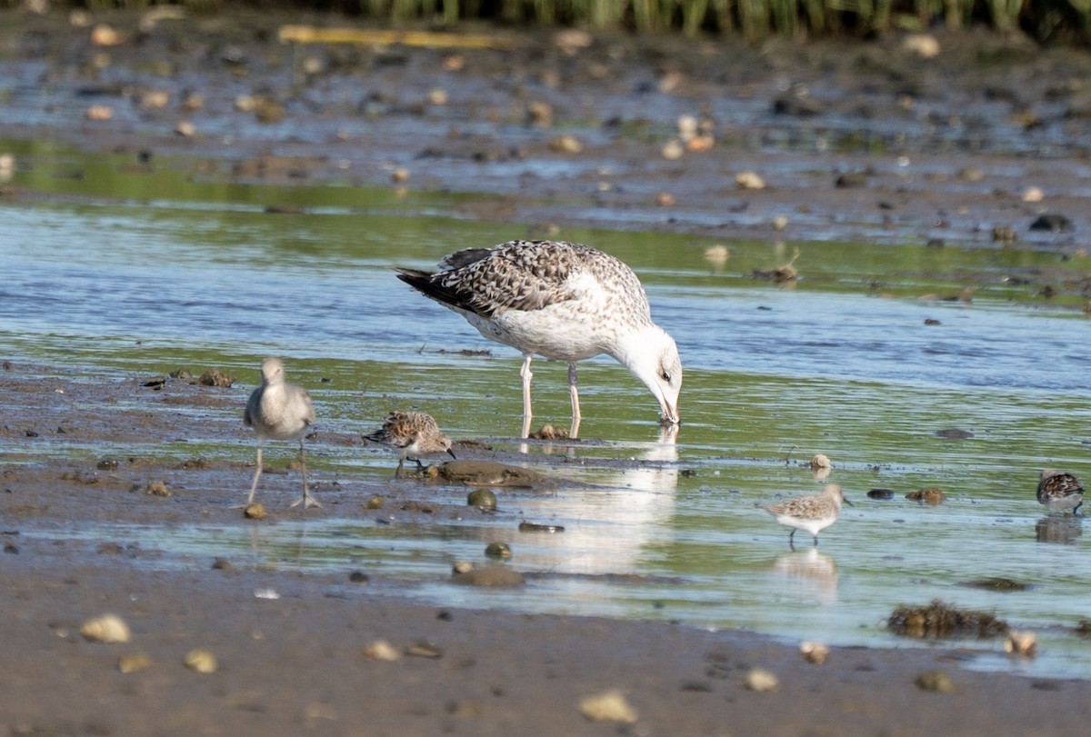 Great Black-backed Gull - ML635407755