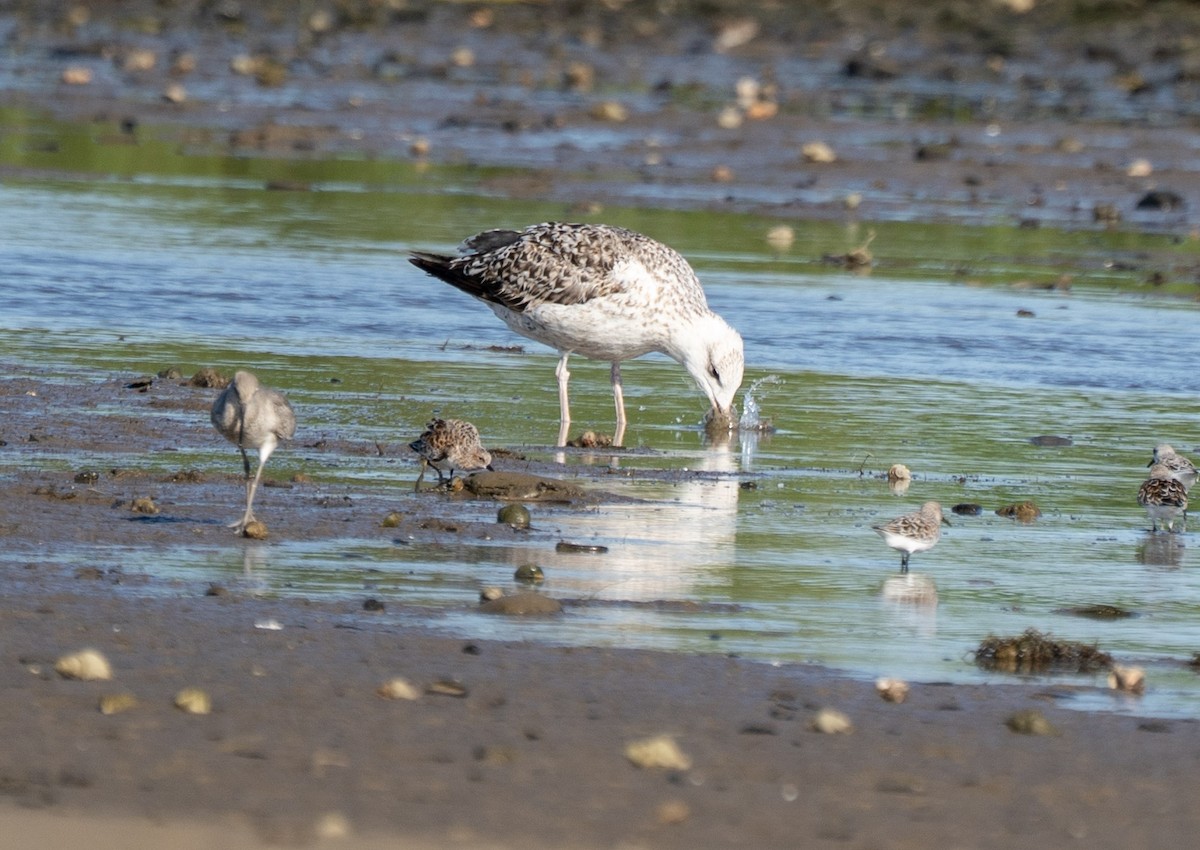 Great Black-backed Gull - ML635407756