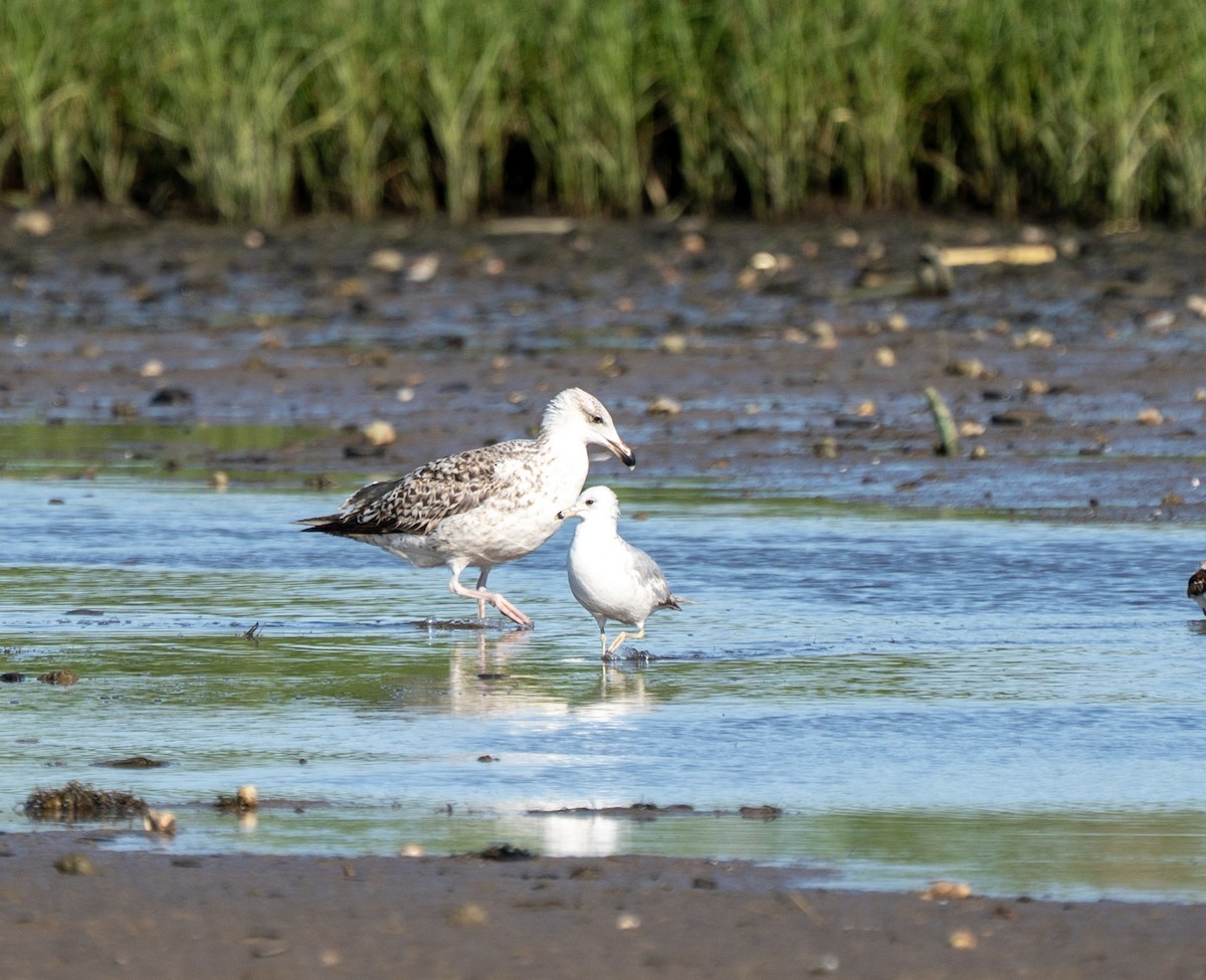 Great Black-backed Gull - ML635407757