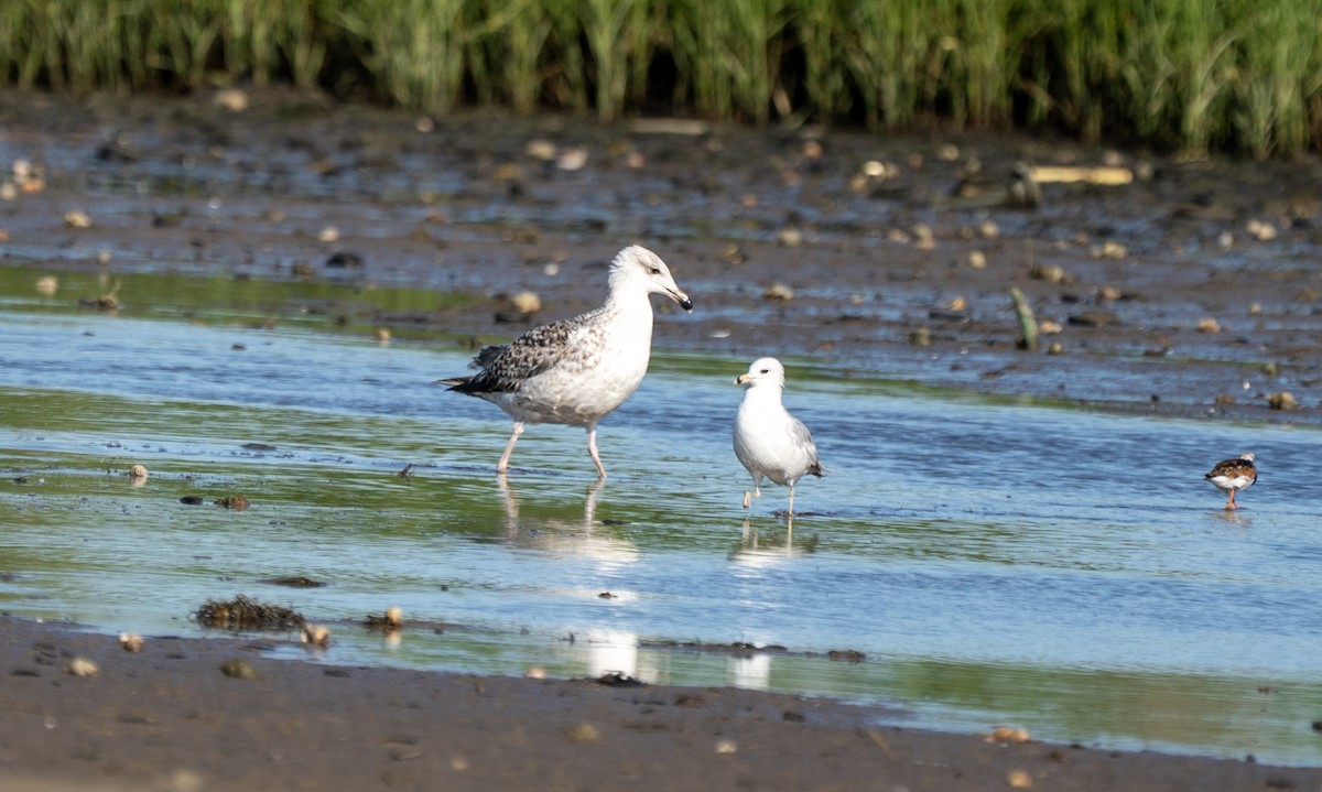 Great Black-backed Gull - ML635407758