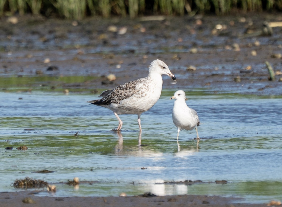 Great Black-backed Gull - ML635407759