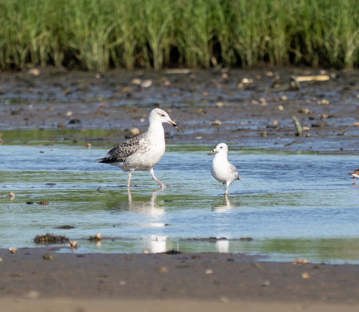 Great Black-backed Gull - ML635407760