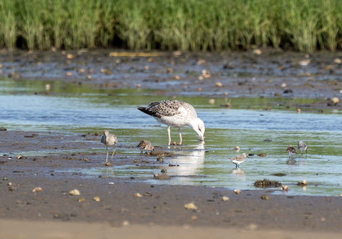 Great Black-backed Gull - ML635407761