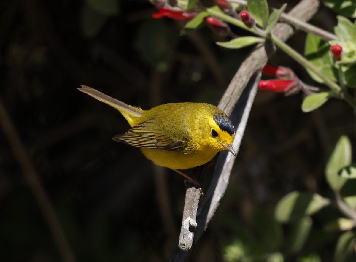 Wilson's Warbler - ML635407768