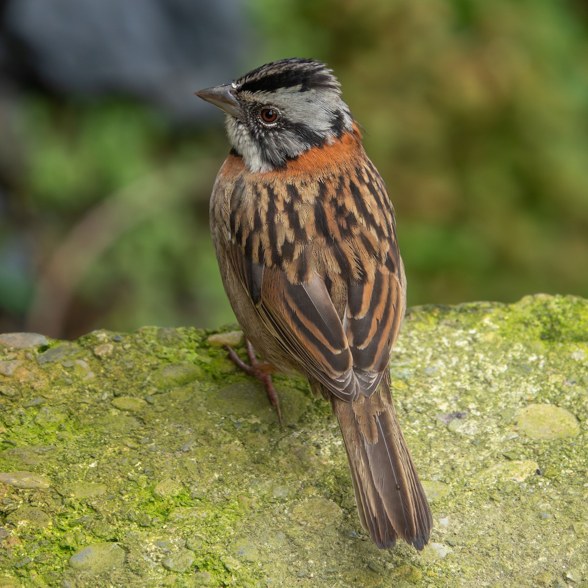 Rufous-collared Sparrow - ML635407786