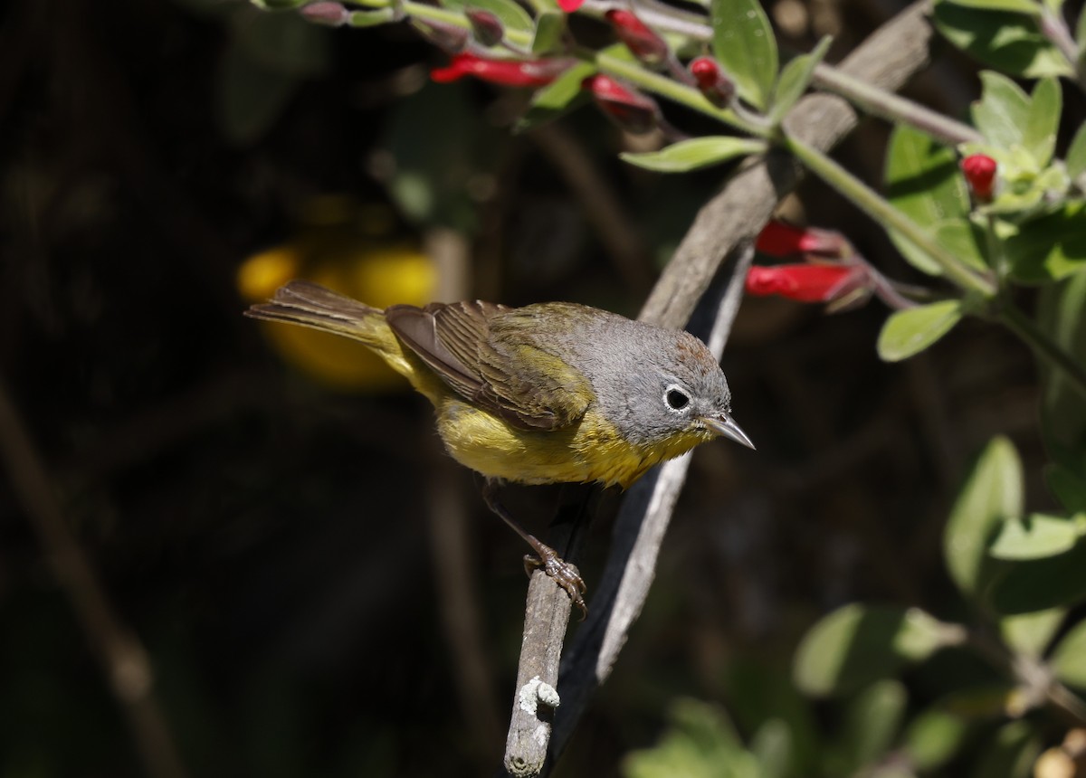 Nashville Warbler - ML635407790