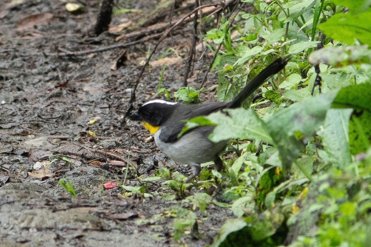White-naped Brushfinch - ML635407791